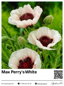 Мак Perry's White