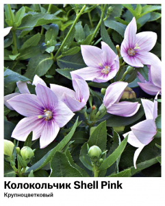 Колокольчик Shell Pink (Крупноцветковый)