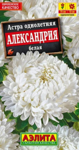 Астра Александрия Белая