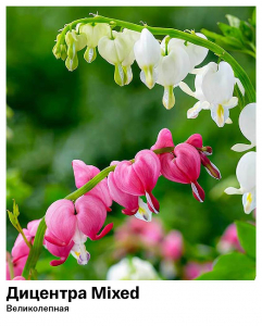 Дицентра Mixed (Великолепная)