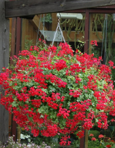 Пеларгония плющелистная ампельная Рич Аут F1 Ред 5 шт