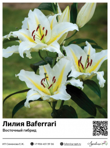Лилия Baferrari (Восточный [ориентальный] гибрид)