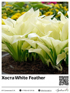 Хоста White Feather