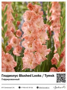 Гладиолус Blushed Looks / Tymsk (Гофрированный)
