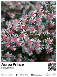 Астра Prince (Бокоцветная)