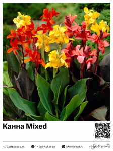 Канна Mixed