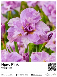 Ирис Pink (Сибирский)