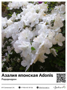 Азалия японская [Рододендрон] Adonis (Адонис)