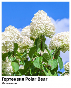 Гортензия метельчатая Polar Bear (Полар Бир)