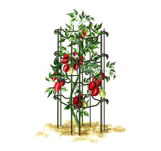 Поддержка под томаты 80 см зеленая