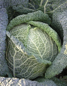 Капуста савойская Вологодские кружева (УД) 0,25 гр. цв.п.