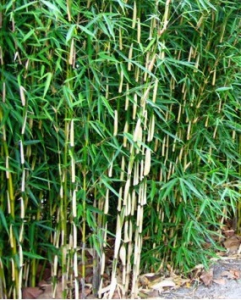 Бамбук, или фаргезия robusta (сорт 'Pingwu')
