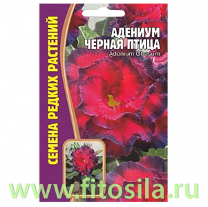 Адениум Чёрная Птица 3 шт (семена для проращивания)