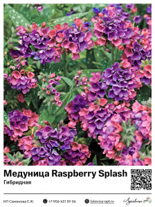 Медуница Raspberry Splash (Гибридная)