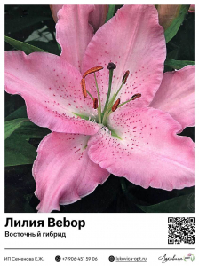 Лилия Bebop (Восточный [ориентальный] гибрид)