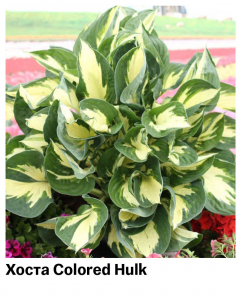Хоста Colored Hulk