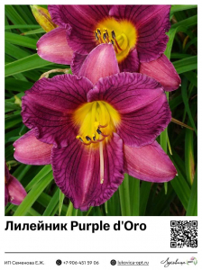 Лилейник Purple d'Oro