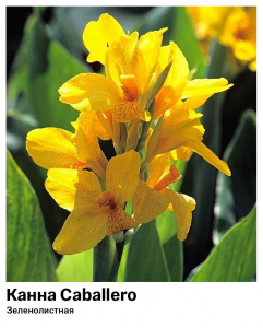 Канна Golden Girl (Зеленолистная)