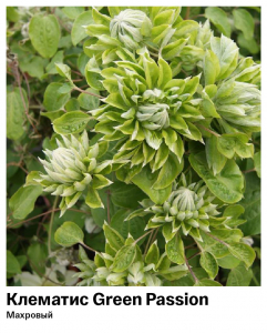 Клематис Green Passion (Махровый)