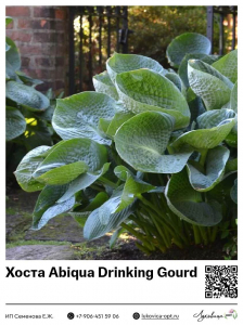 Хоста Abiqua Drinking Gourd
