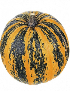 Тыква твердокорая Эсмеральда (Селекция 