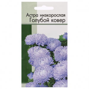 Астра Низкорослая Голубой Ковер ЕКБ