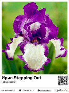 Ирис Stepping Out (Германский)