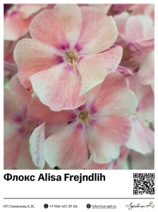 Флокс Alisa Frejndlih (Метельчатый)