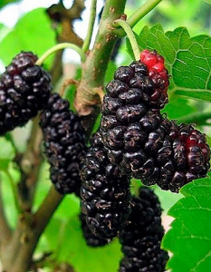 Шелковица(тутовник) Черная (УД) 0,15 гр