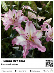Лилия Brasilia (Восточный [ориентальный] гибрид)