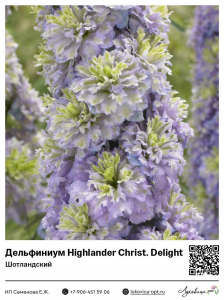 Дельфиниум Highlander Christal Delight (Шотландский)