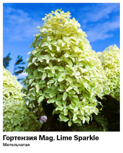 Гортензия метельчатая Magical Lime Sparkle (Мэджикал Лайм Спаркл)