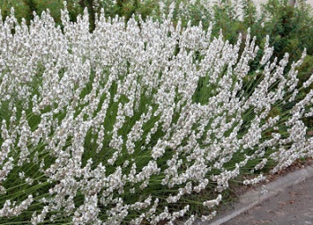 Лаванда узколистная (сорт 'Edelweiss')