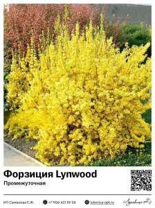 Форзиция промежуточная Lynwood (Линвуд)