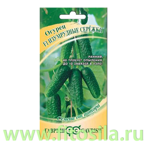Огурец Изумрудные сережки F1 10 шт. корнишон, автор. (семена для проращивания)