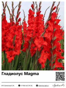 Гладиолус Magma