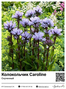 Колокольчик Caroline (Скученный)