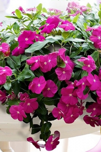 Катарантус Парадайз Клауд F1 Виолет 5 шт