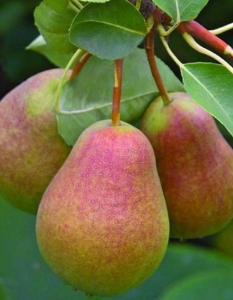 Груша Декабринка 1шт