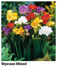 Фрезия Mixed (Махровая)