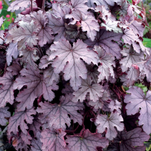 Гейхерелла гибридная (сорт 'Plum Cascade')