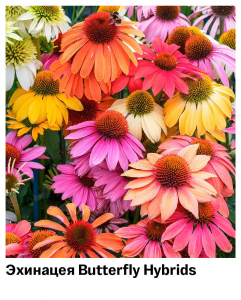 Эхинацея Butterfly Hybrids