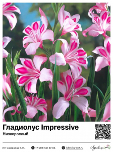 Гладиолус Impressive (Низкорослый)