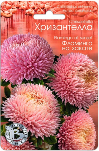 Астра китайская Хризантелла Фламинго на закате