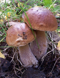 Грибы Белый гриб Березовый (УД) 30 мл/15 гр цв.п