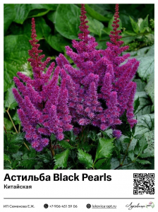 Астильба Black Pearls (Китайская)
