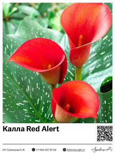 Калла Red Alert