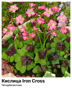 Кислица [Оксалис] Iron Cross (Четырёхлистная)