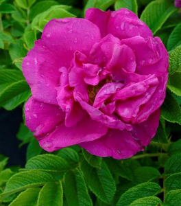 Роза rugosa (сорт 'ANGELIA (R) PURPLE')