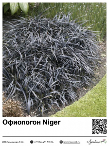 Офиопогон Niger (Плоскострельный)